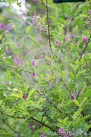 True indigo Indigofera tinctoria, flowering a shrub Stock Photo